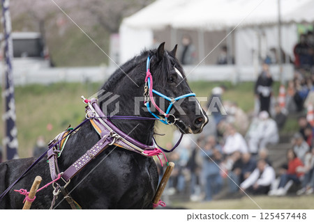東北挽馬大賽:挽馬越過障礙 東北挽馬大賽:挽馬越過障礙 125457448
