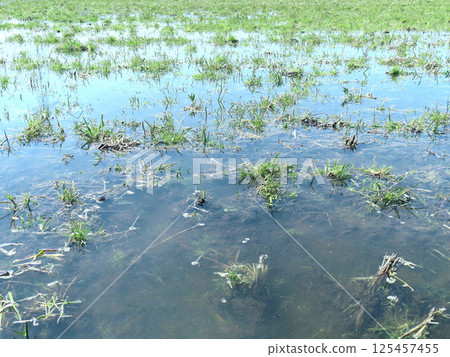 Paddy field Paddy field 125457455