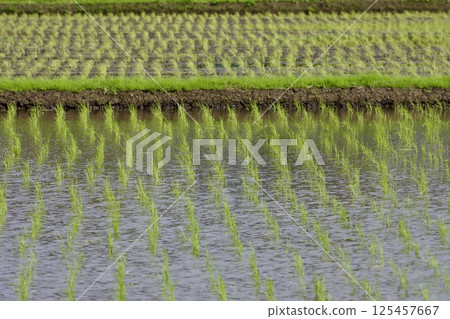 Rice field immediately after planting rice-planting / Japan 125457667
