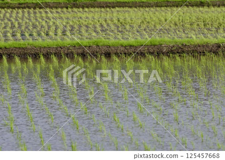 Rice field immediately after planting rice-planting / Japan 125457668