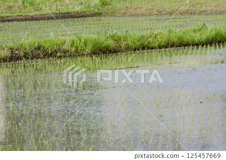 Rice field immediately after planting rice-planting / Japan 125457669