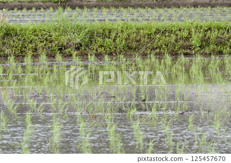 Rice field immediately after planting rice-planting / Japan 125457670