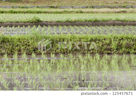 Rice field immediately after planting rice-planting / Japan Rice field immediately after planting rice-planting / Japan 125457671