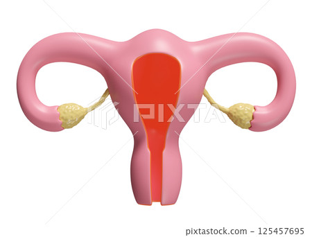 3d uterus model isolated. 3d illustration render 3d uterus model isolated. 3d illustration render 125457695
