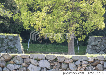 Fresh greenery at the Yonago Castle ruins 125457718