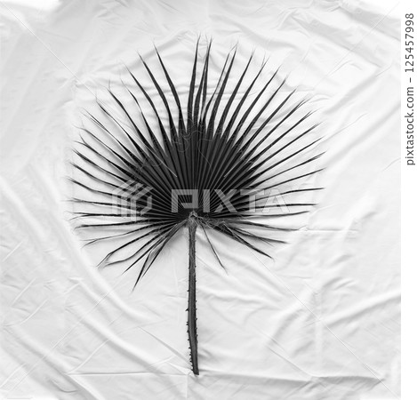 Black and white image of palm tree leaf on folded white textile background 125457998