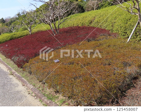 Azalea 125458007