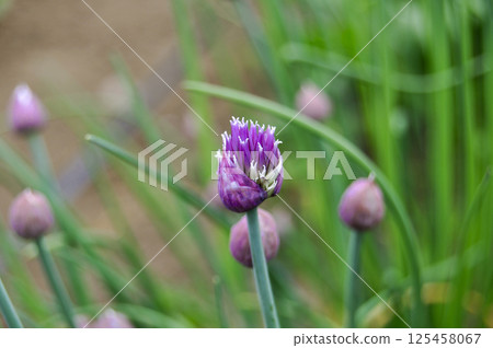 Chives flowers in a vegetable garden in early summer 125458067