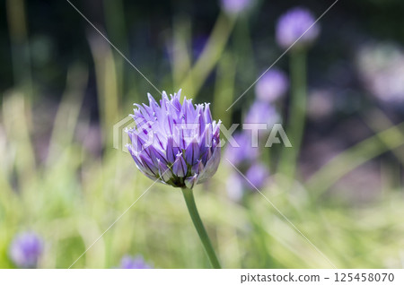 初夏菜園裡的韭菜花 125458070