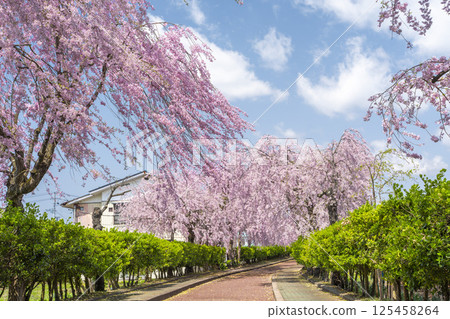 Weeping cherry trees along the Nicchu Line in Kitakata, Fukushima Prefecture 125458264