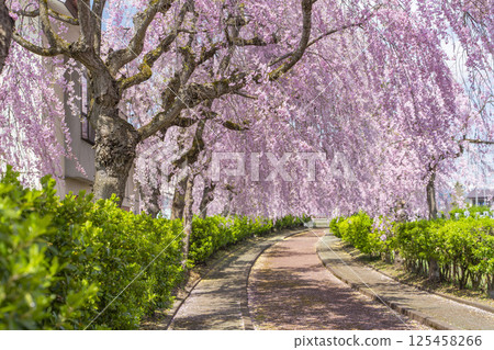 Weeping cherry trees along the Nicchu Line in Kitakata, Fukushima Prefecture 125458266