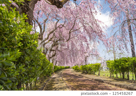 Weeping cherry trees along the Nicchu Line in Kitakata, Fukushima Prefecture 125458267