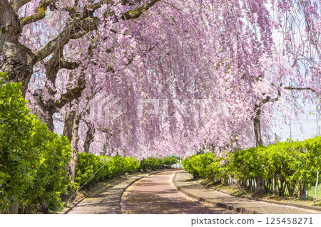 福島縣北方縣日中線沿線的垂枝櫻花樹 125458271