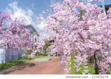 Weeping cherry trees along the Nicchu Line in Kitakata, Fukushima Prefecture Weeping cherry trees along the Nicchu Line in Kitakata, Fukushima Prefecture 125458274