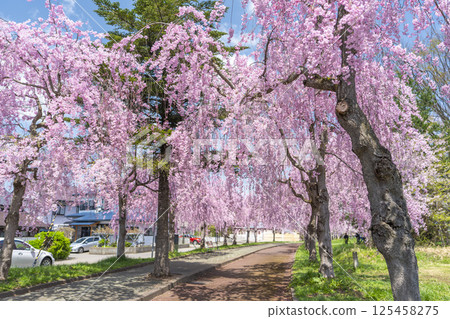 Weeping cherry trees along the Nicchu Line in Kitakata, Fukushima Prefecture 125458275