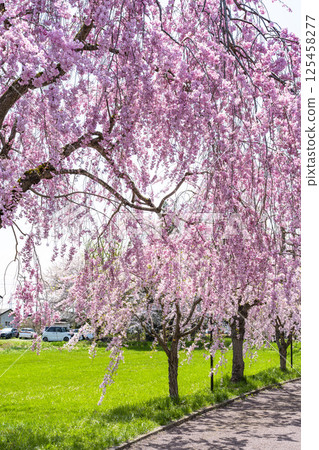 Weeping cherry trees along the Nicchu Line in Kitakata, Fukushima Prefecture 125458277