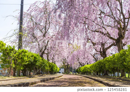 福島縣北方縣日中線沿線的垂枝櫻花樹 福島縣北方縣日中線沿線的垂枝櫻花樹 125458281