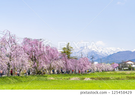 Weeping cherry blossoms on the Nicchu Line and snow-covered Iide mountain range, Kitakata City, Fukushima Prefecture Weeping cherry blossoms on the Nicchu Line and snow-covered Iide mountain range, Kitakata City, Fukushima Prefecture 125458429