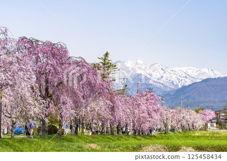 Weeping cherry blossoms on the Nicchu Line and snow-covered Iide mountain range, Kitakata City, Fukushima Prefecture 125458434