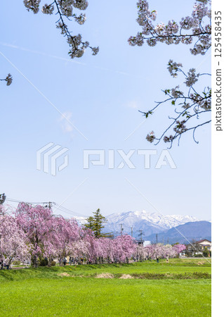 Weeping cherry blossoms on the Nicchu Line and snow-covered Iide mountain range, Kitakata City, Fukushima Prefecture 125458435