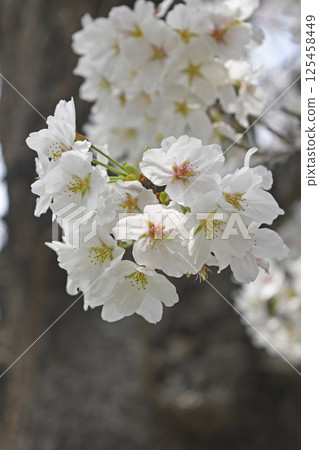 櫻花 櫻花 125458449