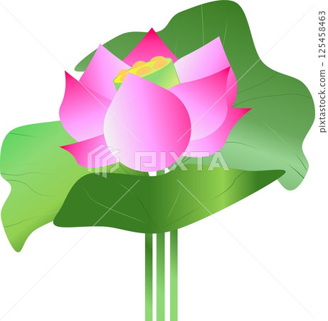 Pure heavenly flower, lotus flower Pure heavenly flower, lotus flower 125458463