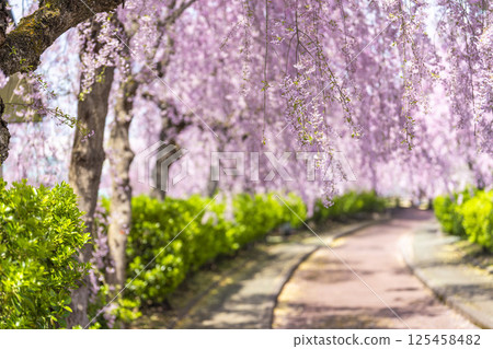 Weeping cherry trees along the Nicchu Line in Kitakata, Fukushima Prefecture 125458482