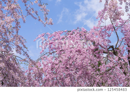 Weeping cherry trees along the Nicchu Line in Kitakata, Fukushima Prefecture 125458483