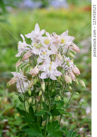 Columbine aquilegia Columbine aquilegia 125458525