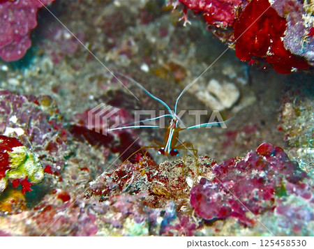 明石馬西拉蝦 125458530