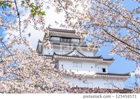 福島縣會津若松市櫻花盛開的敦賀城(若松城) 福島縣會津若松市櫻花盛開的敦賀城(若松城) 125458571