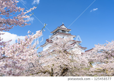 Cherry blossoms in full bloom and Tsuruga Castle (Wakamatsu Castle), Aizuwakamatsu City, Fukushima Prefecture Cherry blossoms in full bloom and Tsuruga Castle (Wakamatsu Castle), Aizuwakamatsu City, Fukushima Prefecture 125458577