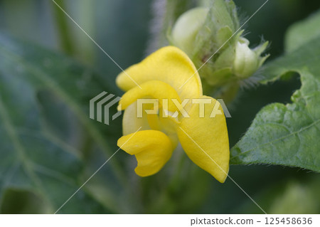 紅豆花 夏日田野盛開的紅豆花 125458636