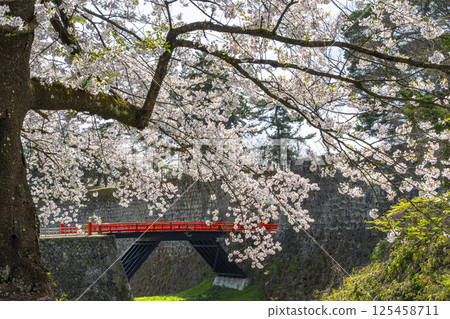 Cherry blossoms in full bloom and the corridor bridge at Tsuruga Castle (Aizu-Wakamatsu Castle) in Aizu-Wakamatsu, Fukushima Prefecture 125458711