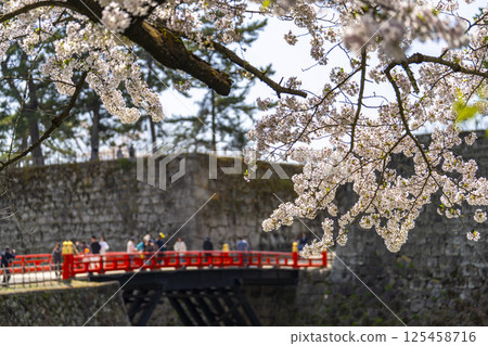Cherry blossoms in full bloom and the corridor bridge at Tsuruga Castle (Aizu-Wakamatsu Castle) in Aizu-Wakamatsu, Fukushima Prefecture 125458716