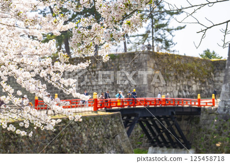 福島縣會津若松市的鶴城(會津若松城)的櫻花與廊橋 福島縣會津若松市的鶴城(會津若松城)的櫻花與廊橋 125458718