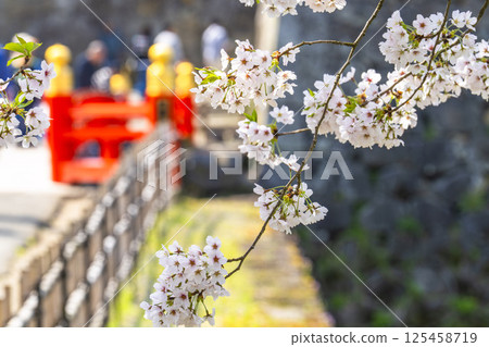 Cherry blossoms in full bloom and the corridor bridge at Tsuruga Castle (Aizu-Wakamatsu Castle) in Aizu-Wakamatsu, Fukushima Prefecture Cherry blossoms in full bloom and the corridor bridge at Tsuruga Castle (Aizu-Wakamatsu Castle) in Aizu-Wakamatsu, Fukushima Prefecture 125458719