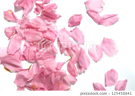 Beautiful pink petal Beautiful pink petal 125458841