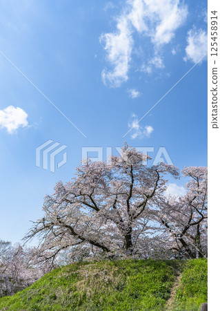 Cherry blossoms inside Tsuruga Castle (Wakamatsu Castle) Aizuwakamatsu City, Fukushima Prefecture Cherry blossoms inside Tsuruga Castle (Wakamatsu Castle) Aizuwakamatsu City, Fukushima Prefecture 125458914