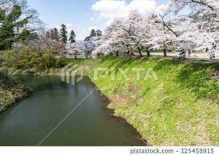 Cherry blossoms inside Tsuruga Castle (Wakamatsu Castle) Aizuwakamatsu City, Fukushima Prefecture Cherry blossoms inside Tsuruga Castle (Wakamatsu Castle) Aizuwakamatsu City, Fukushima Prefecture 125458915