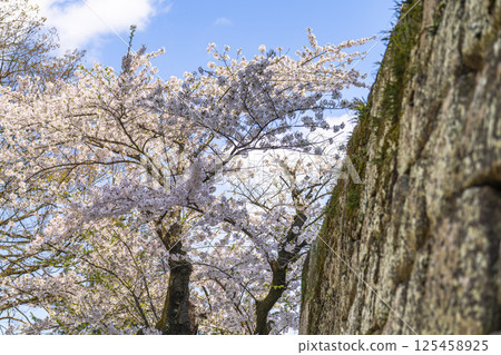 敦賀城（若松城）內的櫻花 福島縣會津若松市 125458925