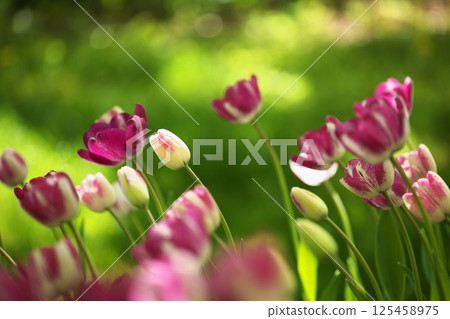 Spring flowers tulip 125458975