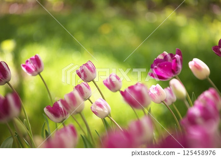 Spring flowers tulip 125458976