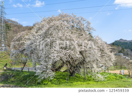 福島縣會津若松市石部故居遺址的石部櫻花 125459339