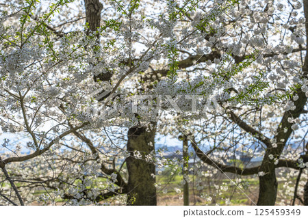Ishibe cherry blossoms at the site of the former Ishibe residence, Aizuwakamatsu City, Fukushima Prefecture Ishibe cherry blossoms at the site of the former Ishibe residence, Aizuwakamatsu City, Fukushima Prefecture 125459349