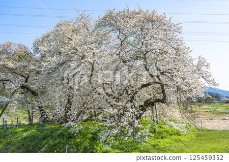 Ishibe cherry blossoms at the site of the former Ishibe residence, Aizuwakamatsu City, Fukushima Prefecture Ishibe cherry blossoms at the site of the former Ishibe residence, Aizuwakamatsu City, Fukushima Prefecture 125459352