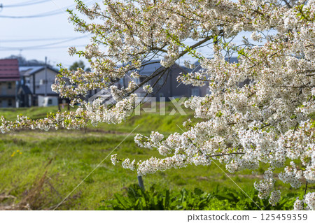 Ishibe cherry blossoms at the site of the former Ishibe residence, Aizuwakamatsu City, Fukushima Prefecture Ishibe cherry blossoms at the site of the former Ishibe residence, Aizuwakamatsu City, Fukushima Prefecture 125459359