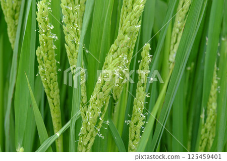 初夏稻田裡的稻花 125459401