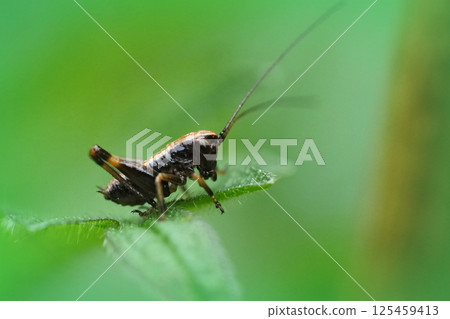 Closeup on a nymph European dark bush-cricket , Pholidoptera griseoaptera sitting on a green leaf 125459413