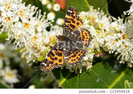 Closeup on a colorful European map butterfly, Araschnia levana in the garden Closeup on a colorful European map butterfly, Araschnia levana in the garden 125459416